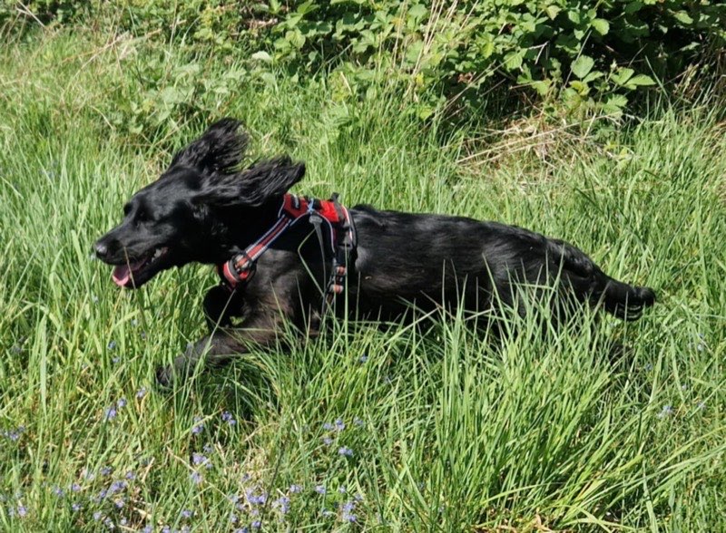 A happy black cocker spaniel running through long grass on a walk