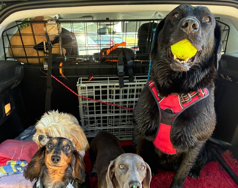 Four dogs buckled in and ready to head out for a walk