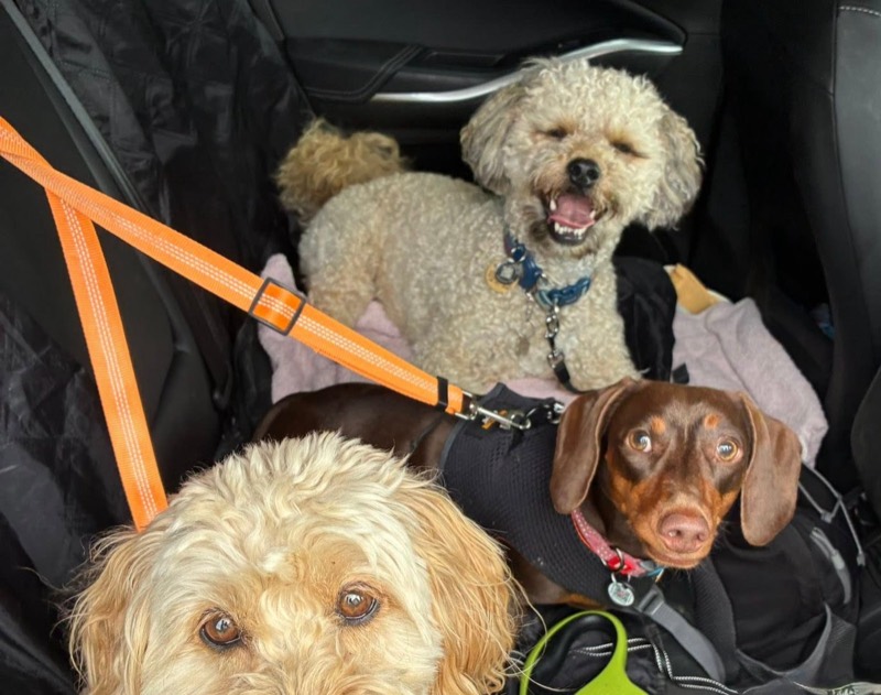 Three dogs settled in the back seat before a walk