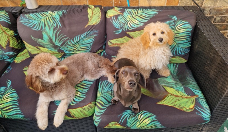 Three dogs snuggled together on the garden sofa at Sandra's Place