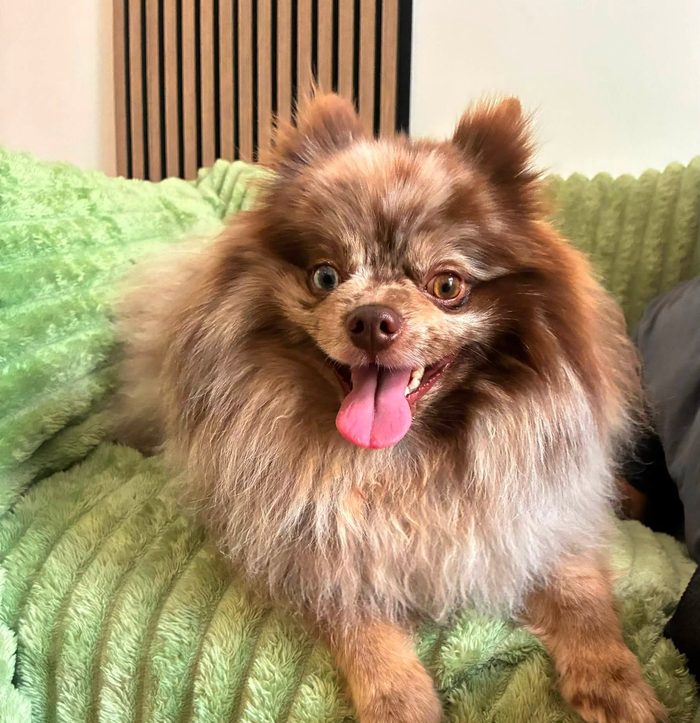 A fluffy Pomeranian grinning from ear to ear