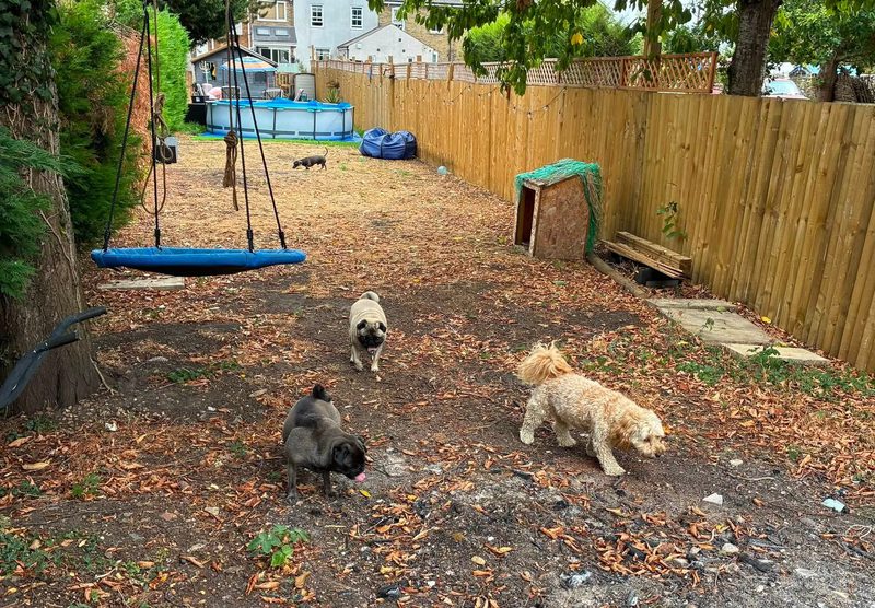 A gang of dogs enjoying free run of the garden at Sandra's Place
