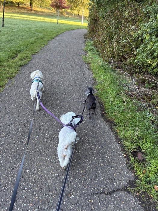 Three dogs on a golden-hour group walk along a Peterborough park path
