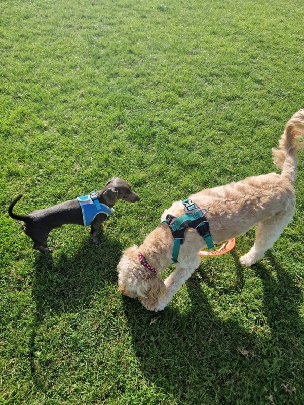 A dachshund and a labradoodle saying hello on a sunny group dog walk