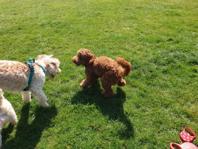 Two cockapoos playing together outdoors