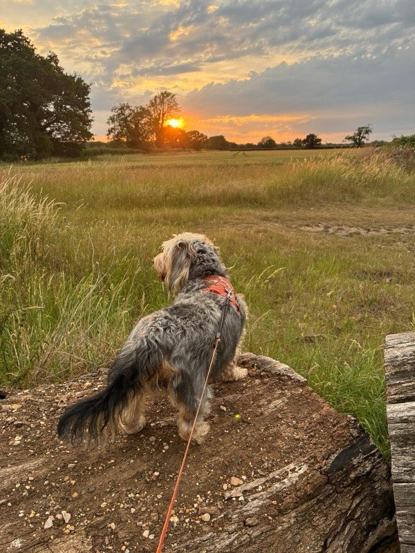 A dog taking in a countryside sunset on an evening walk