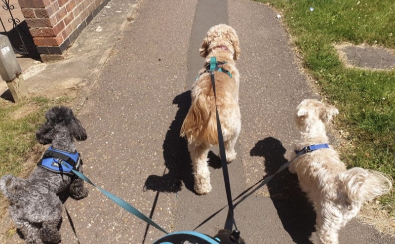 Three dogs walking nicely together on the lead