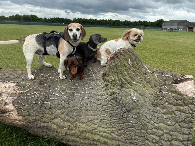 Dogs enjoying the enclosed field at Lodge Farm Dog Park, Thorney