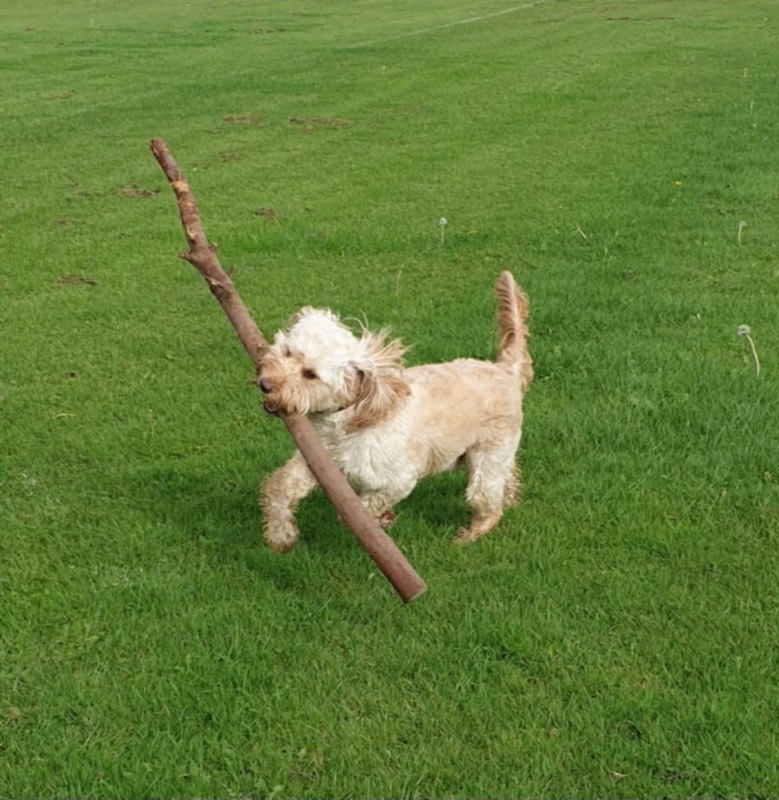 A cockapoo proudly carrying a big stick across the grass