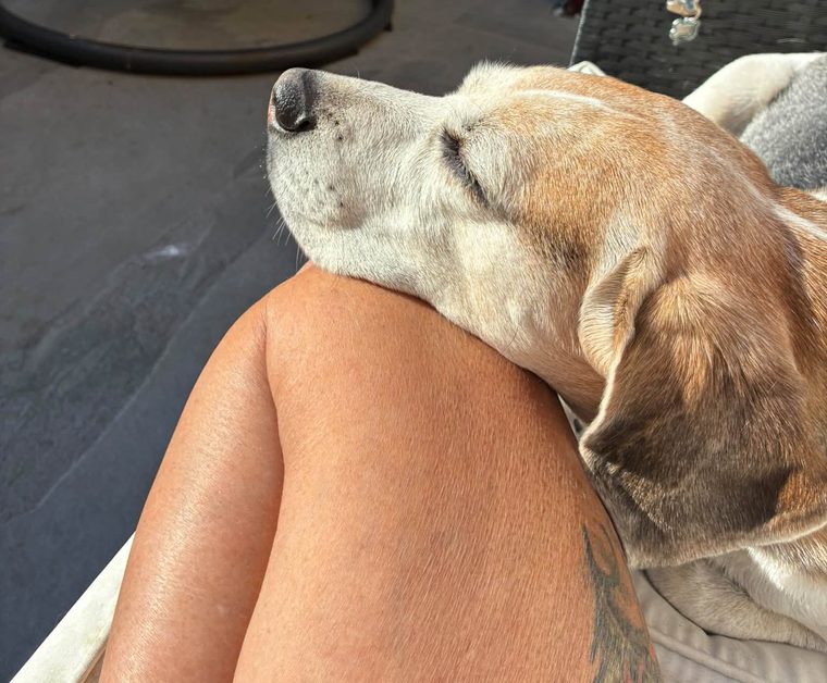 A senior dog with a greying muzzle, dozing contentedly in the garden