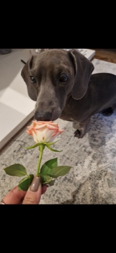Stanley, Sandra's young blue dachshund