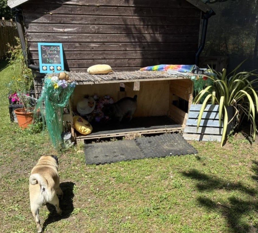The garden cabana with cosy beds inside and a pug wandering past