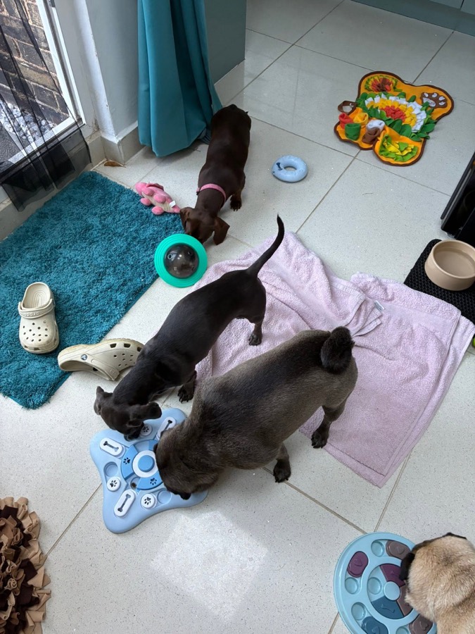 Dogs playing with puzzle toys in the kitchen