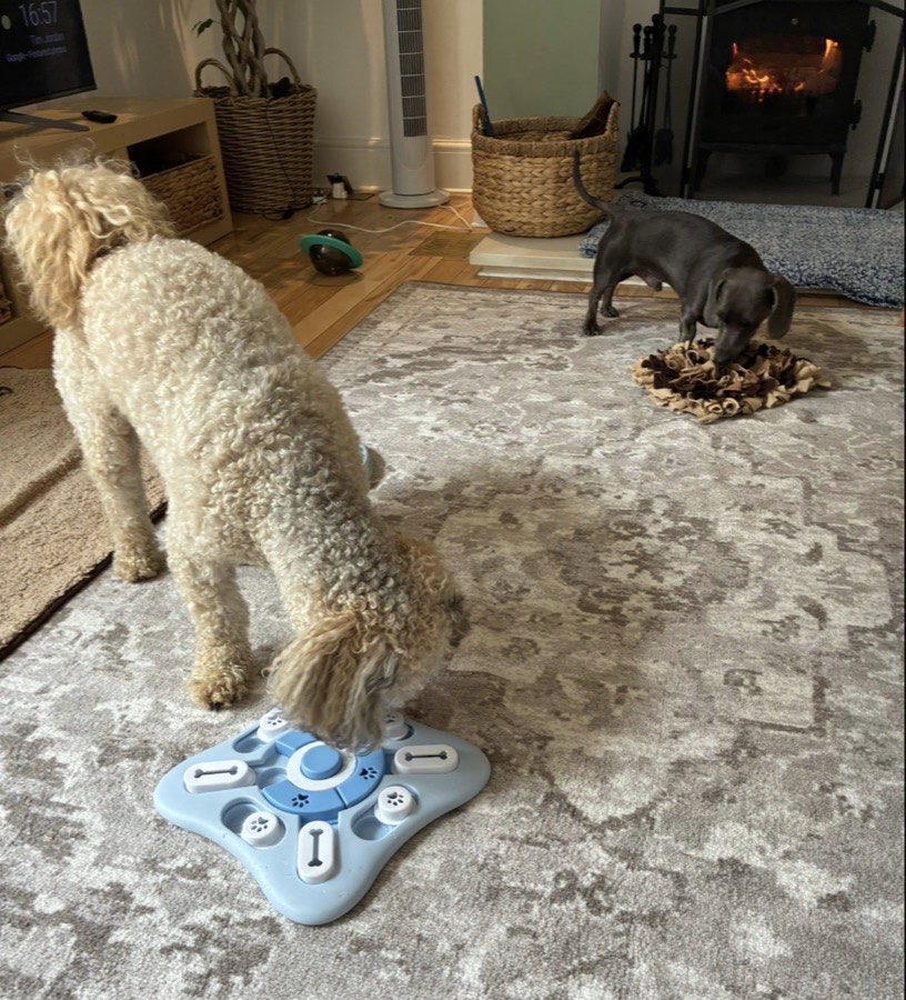 Dogs enjoying snuffle mats and puzzle toys by the fire