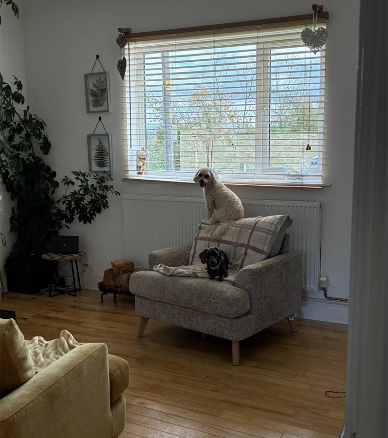 Dogs keeping watch out of the window from an armchair in the reception room