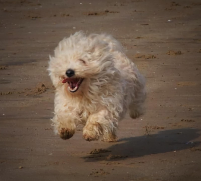 A little white dog running joyfully across the beach