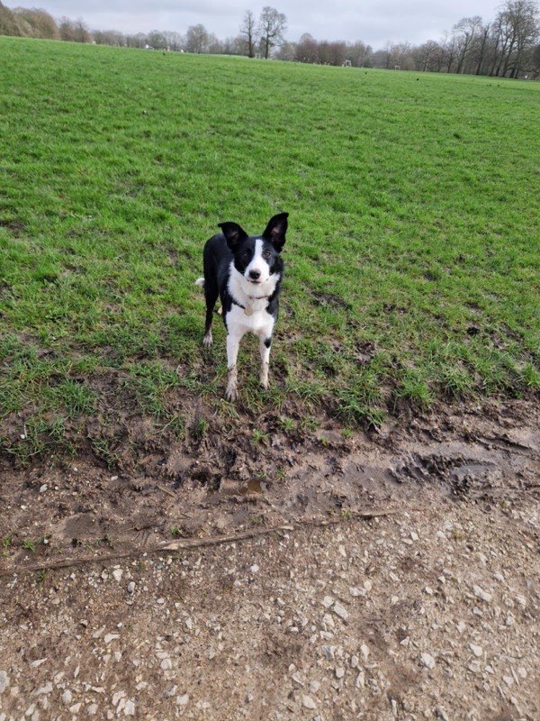 A black and white border collie out on a countryside walk